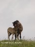Carpathian trip - horses in pasture 